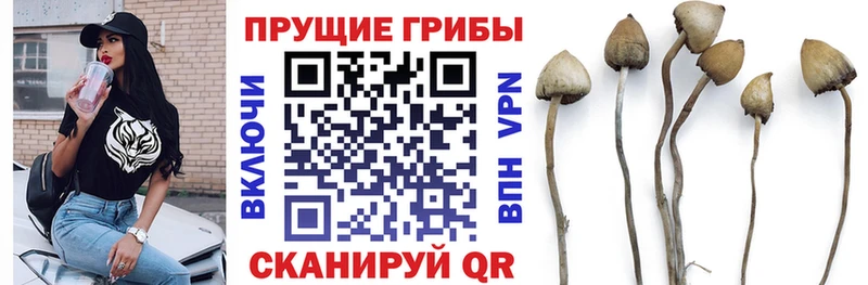 Галлюциногенные грибы GOLDEN TEACHER  продажа наркотиков  Тайшет 